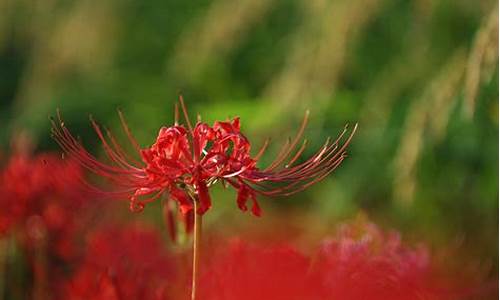 彼岸花气候_彼岸花开放季节